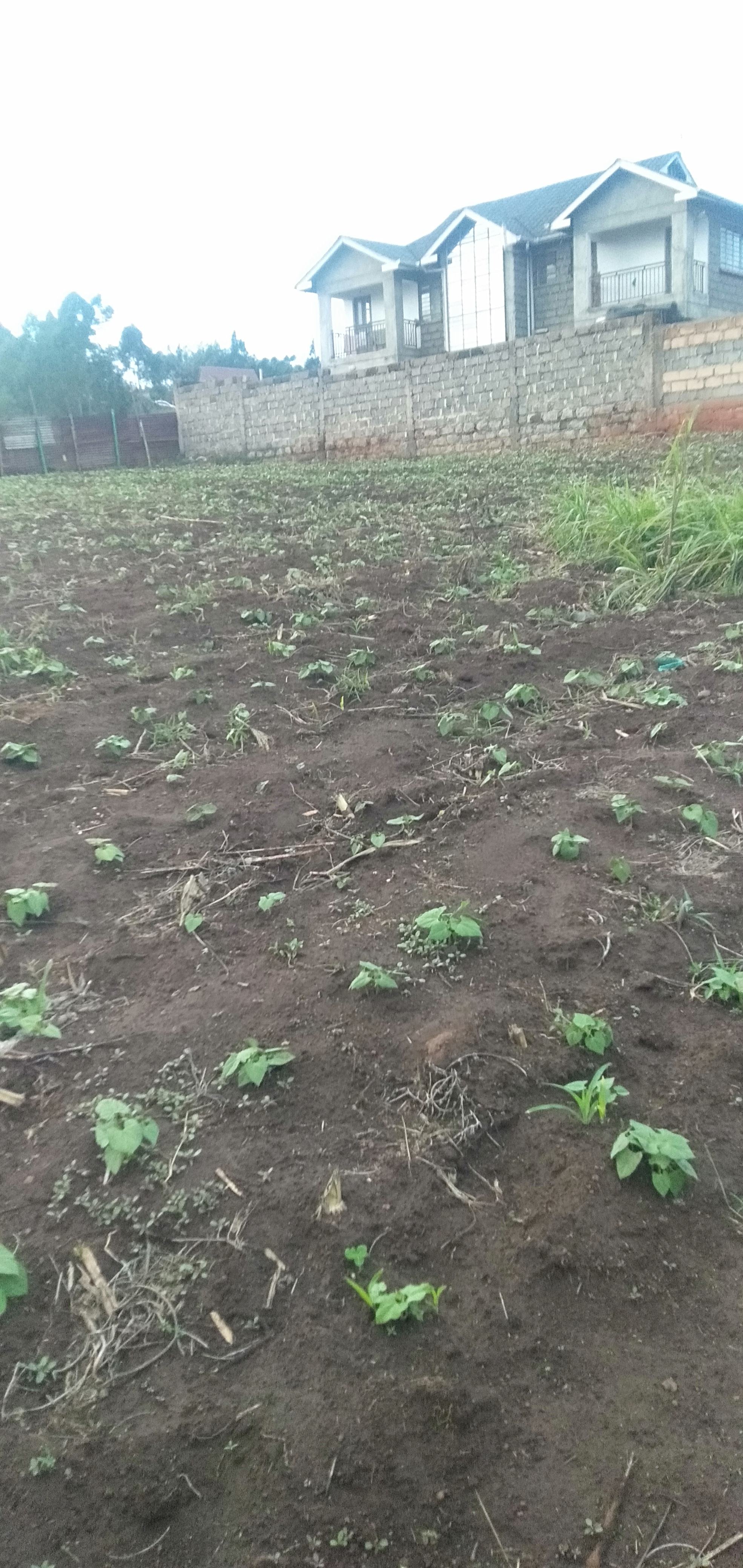 1/4 Acre Plot for sale Kamangu-Kikuyu