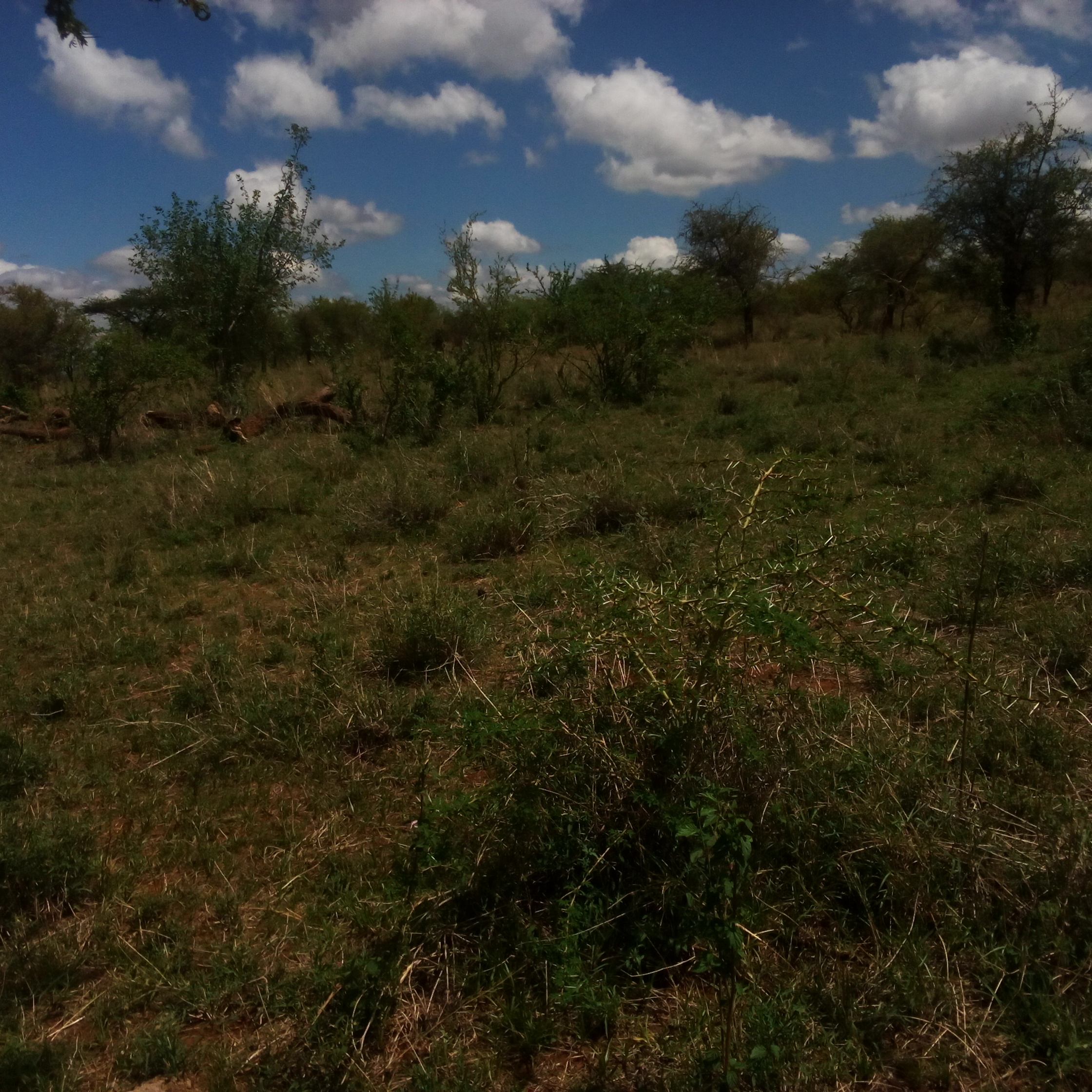 LAND FOR SALE IN EWASO KEDONG