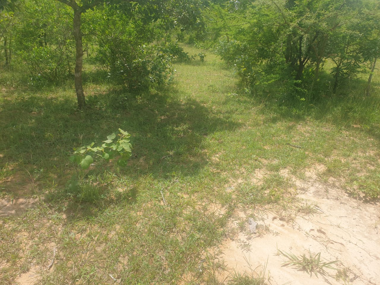 Prime Land For Sale! 3 Acres in KING'ATUANI, MASII (150m off Machakos/Kitui Hwy)