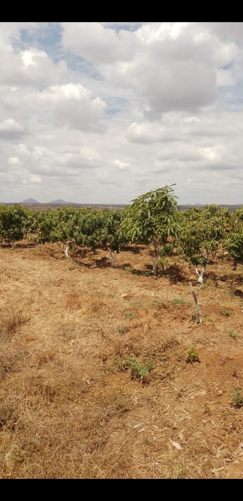 AGRICULTURAL FARM FOR SALE IN MUTOMO, KITUI COUNTY