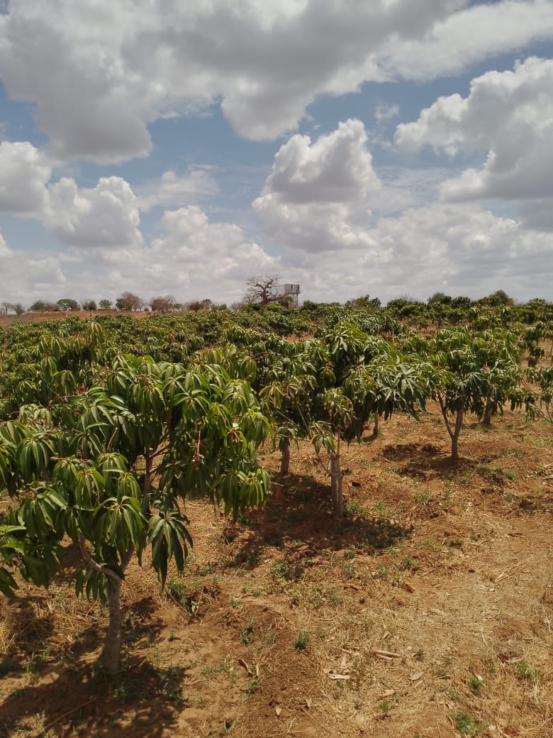 AGRICULTURAL FARM FOR SALE IN MUTOMO, KITUI COUNTY