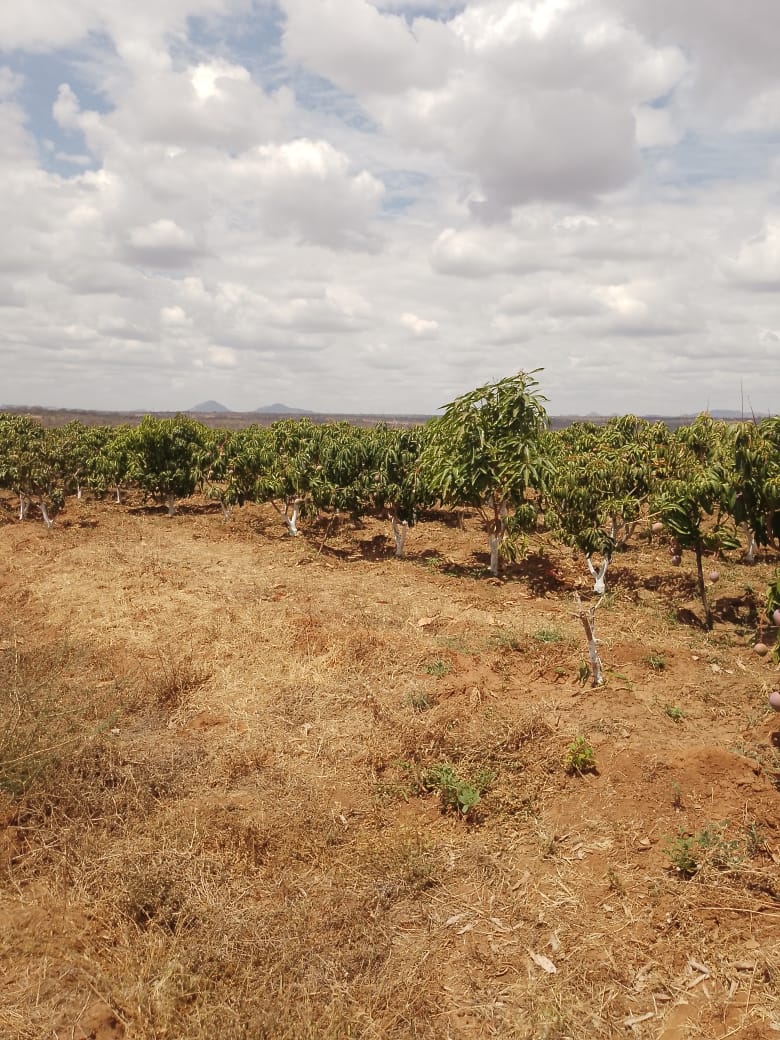 AGRICULTURAL FARM FOR SALE IN MUTOMO, KITUI COUNTY