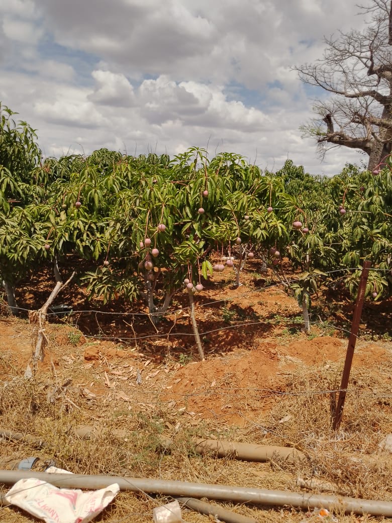 AGRICULTURAL FARM FOR SALE IN MUTOMO, KITUI COUNTY