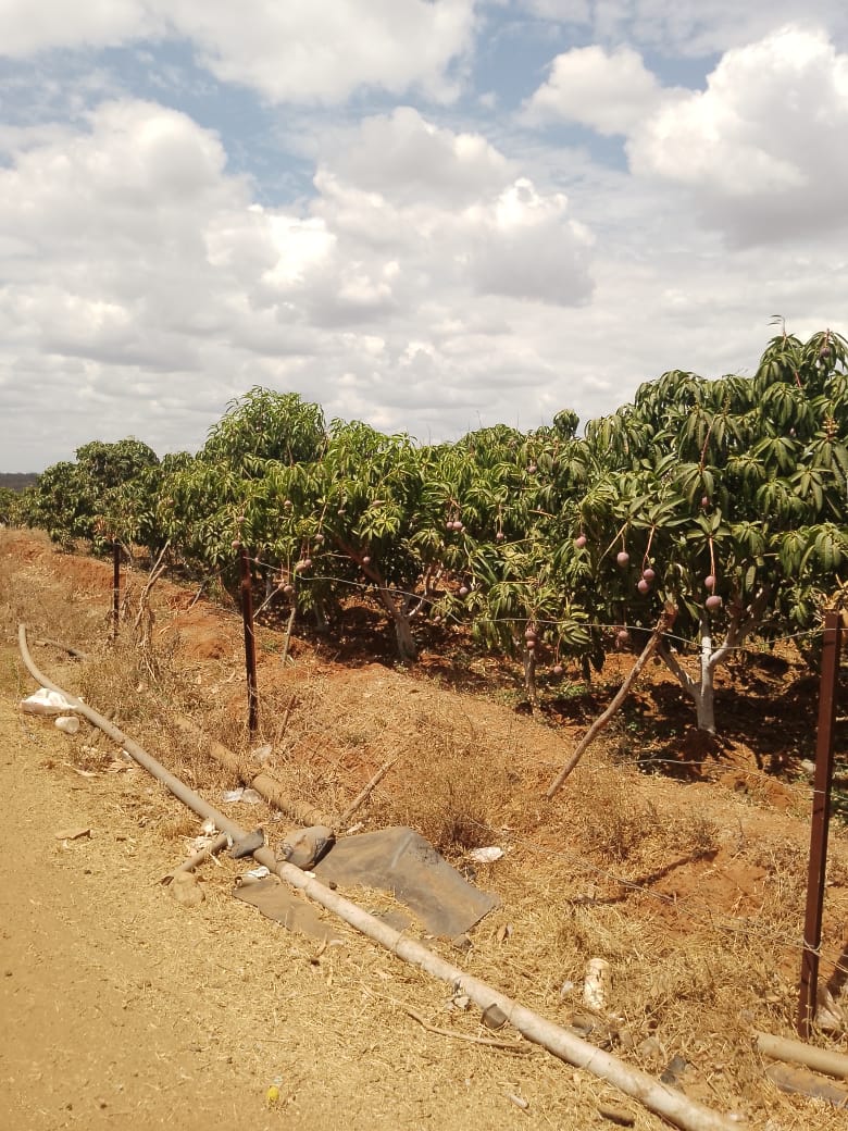 AGRICULTURAL FARM FOR SALE IN MUTOMO, KITUI COUNTY