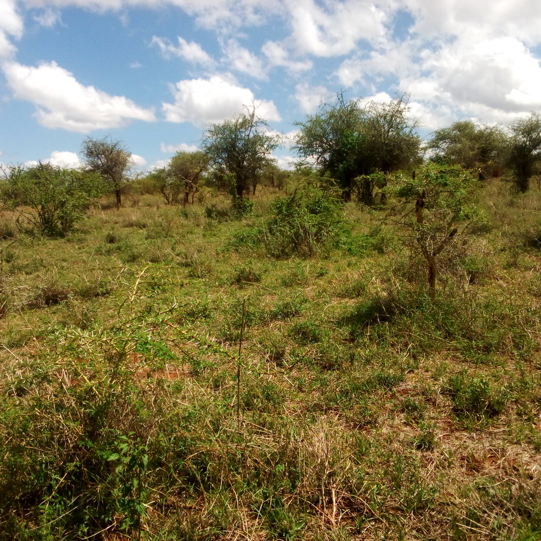 LAND FOR SALE IN EWASO KEDONG