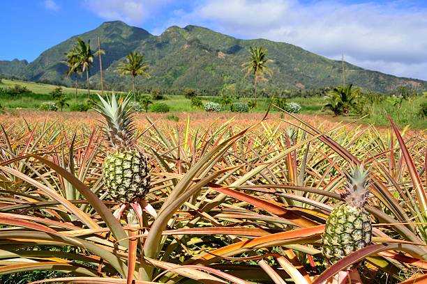 DISPORA GARDENS 4 ACRE