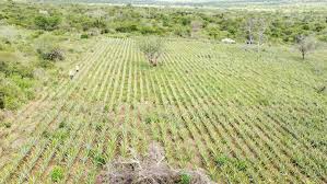 DISPORA GARDENS 4 ACRE