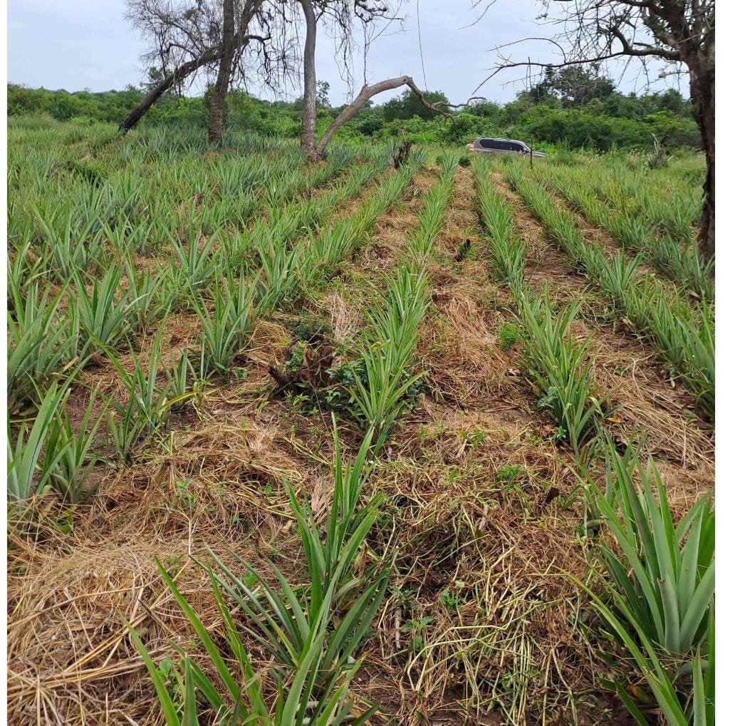 Malindi 4 acre prime land for sale