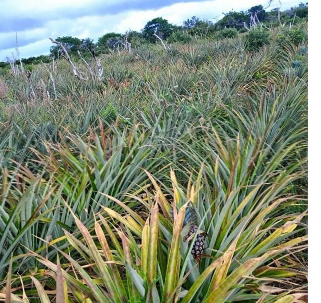 Malindi 4 acre prime land for sale