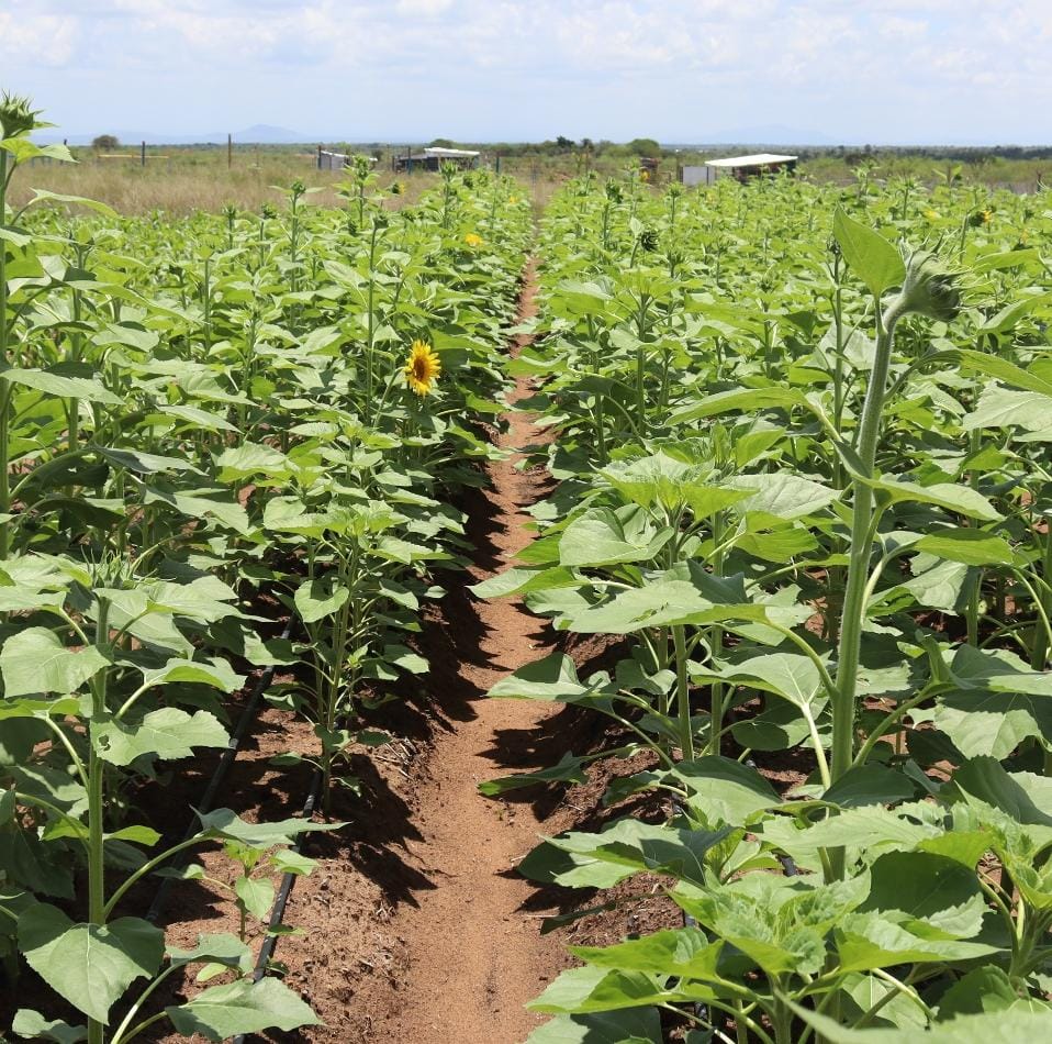 Malindi 4 acre prime land for sale
