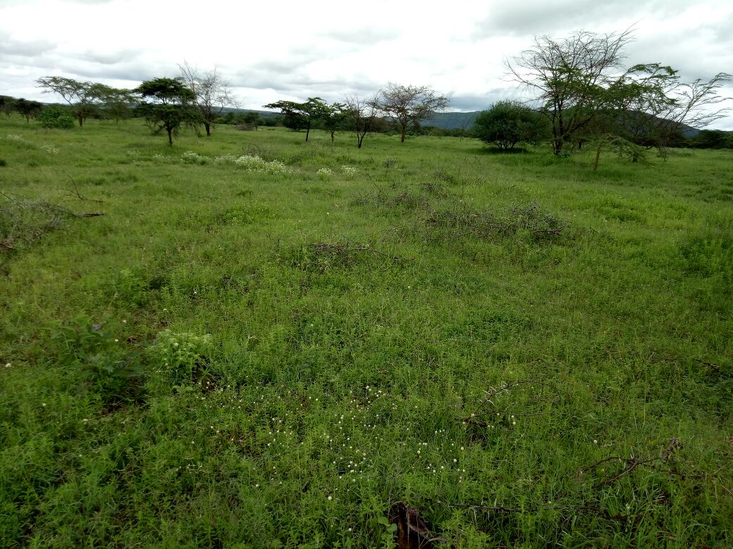 220 Acres Agricultural land for Sale in Suswa Narok