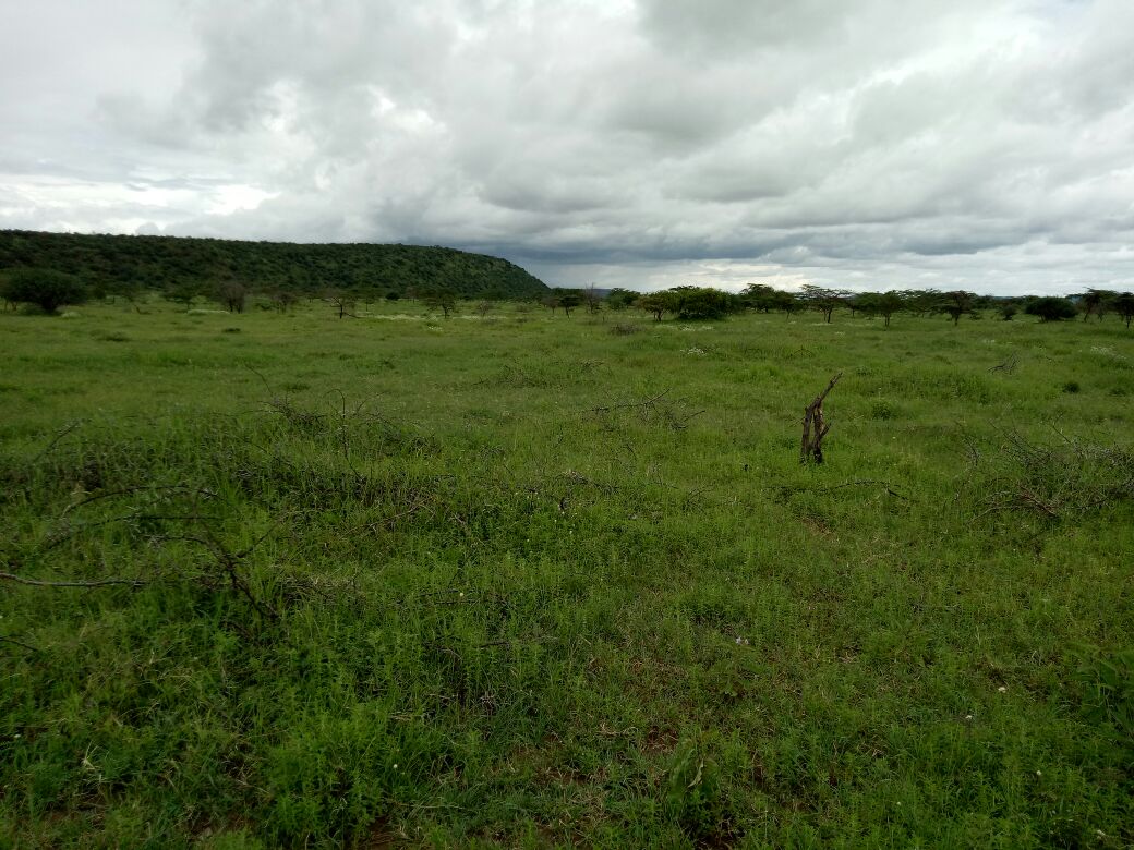 220 Acres Agricultural land for Sale in Suswa Narok
