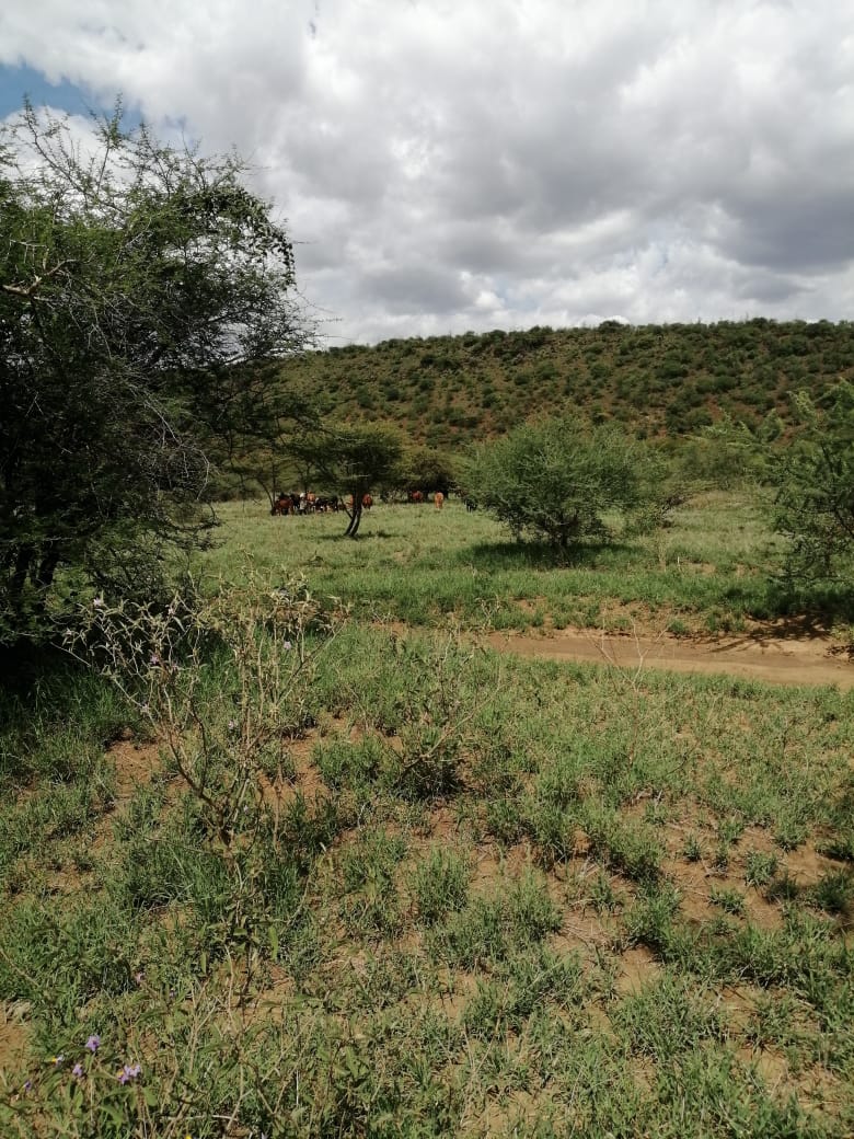 220 Acres Agricultural land for Sale in Suswa Narok
