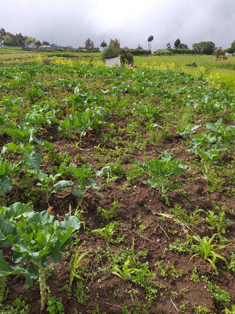 0.25 Acre plot for Sale in Ihindu market, Naivasha