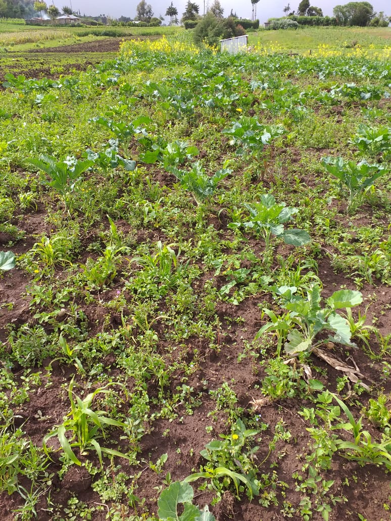 0.25 Acre plot for Sale in Ihindu market, Naivasha