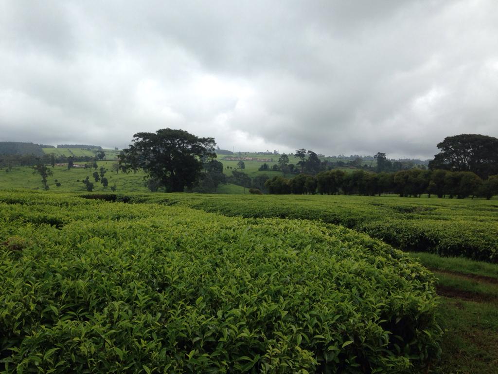 900 Acres Tea farm for sale in Limuru