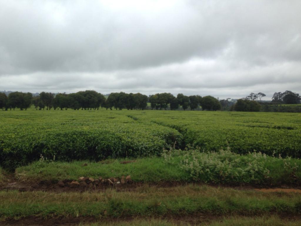 900 Acres Tea farm for sale in Limuru