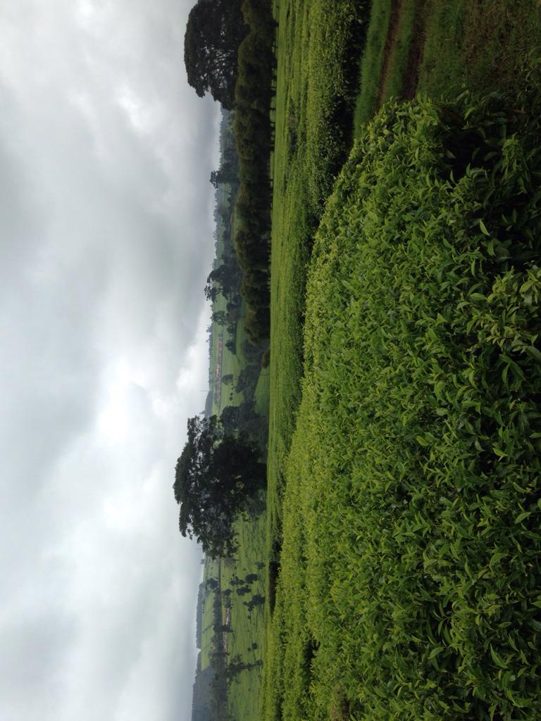 900 Acres Tea farm for sale in Limuru