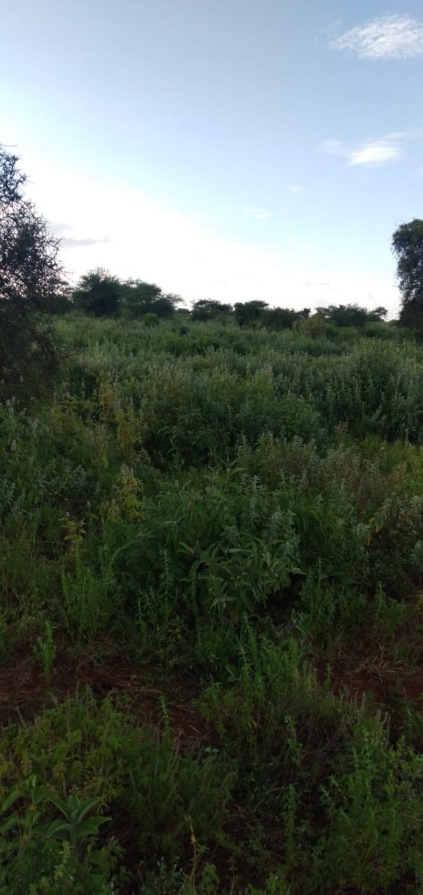 60 Acres for Sale in Kimana Kajiado south