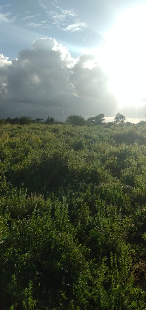 120 Acres for Sale in Kimana Kajiado south