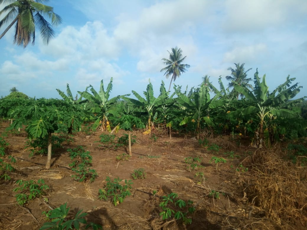 Developed farm for sale