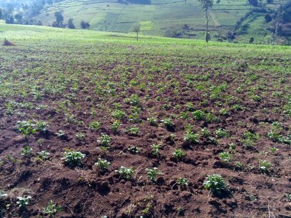 9 Acres Land for Sale in Njoro