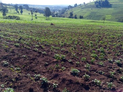 9 Acres Land for Sale in Njoro