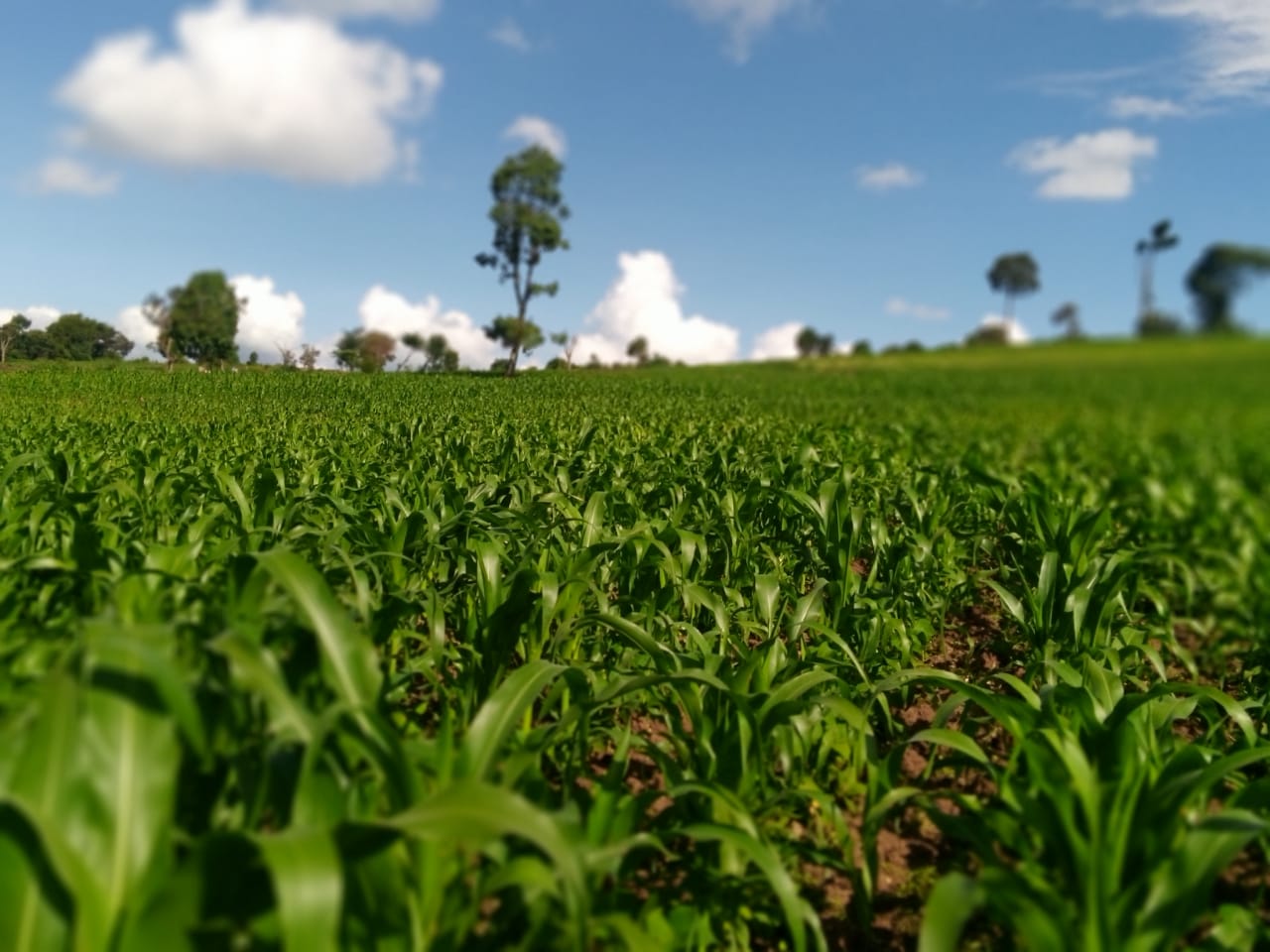 9 Acres Land for Sale in Njoro