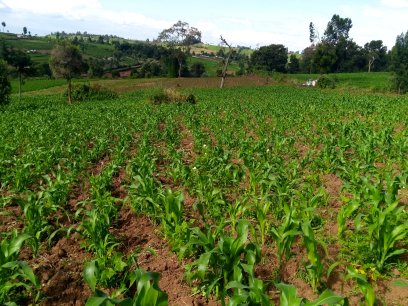 9 Acres Land for Sale in Njoro