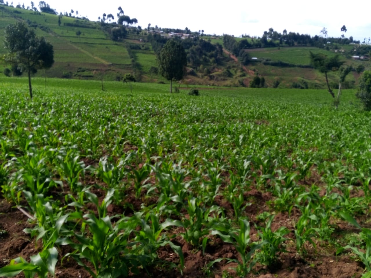 9 Acres Land for Sale in Njoro