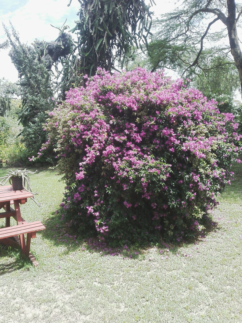 6 Acres Lake Naivasha hotel for Sale