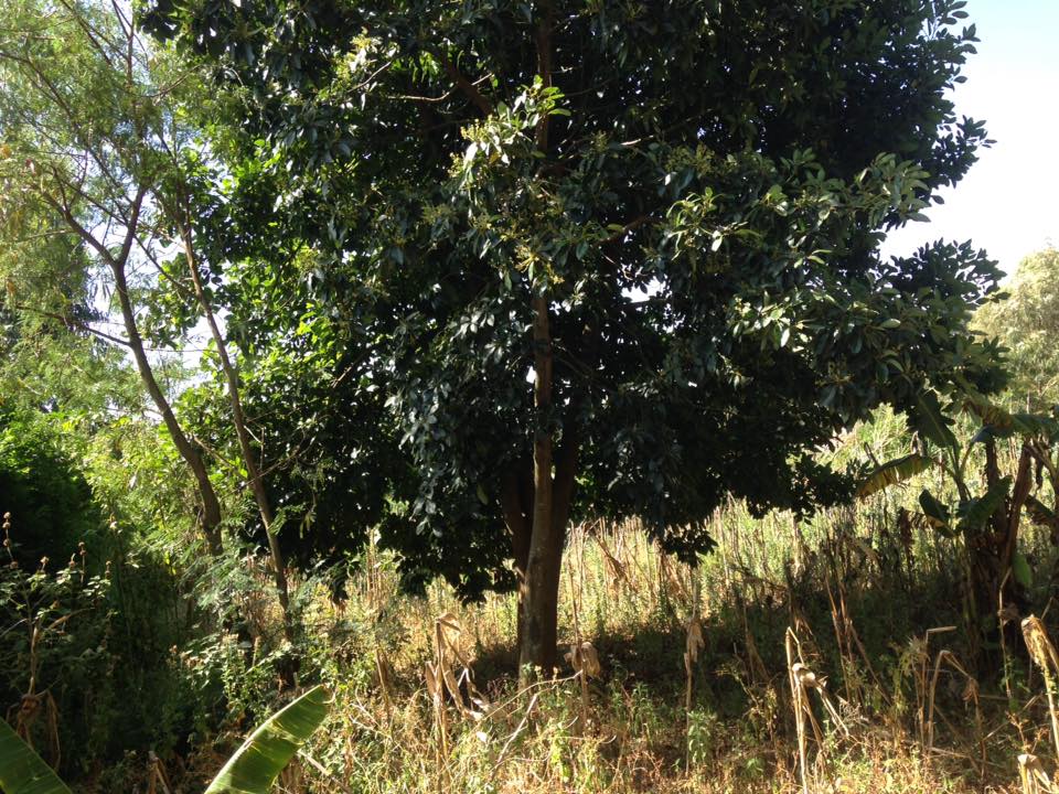 1/4 acre on sale (100 by 100)