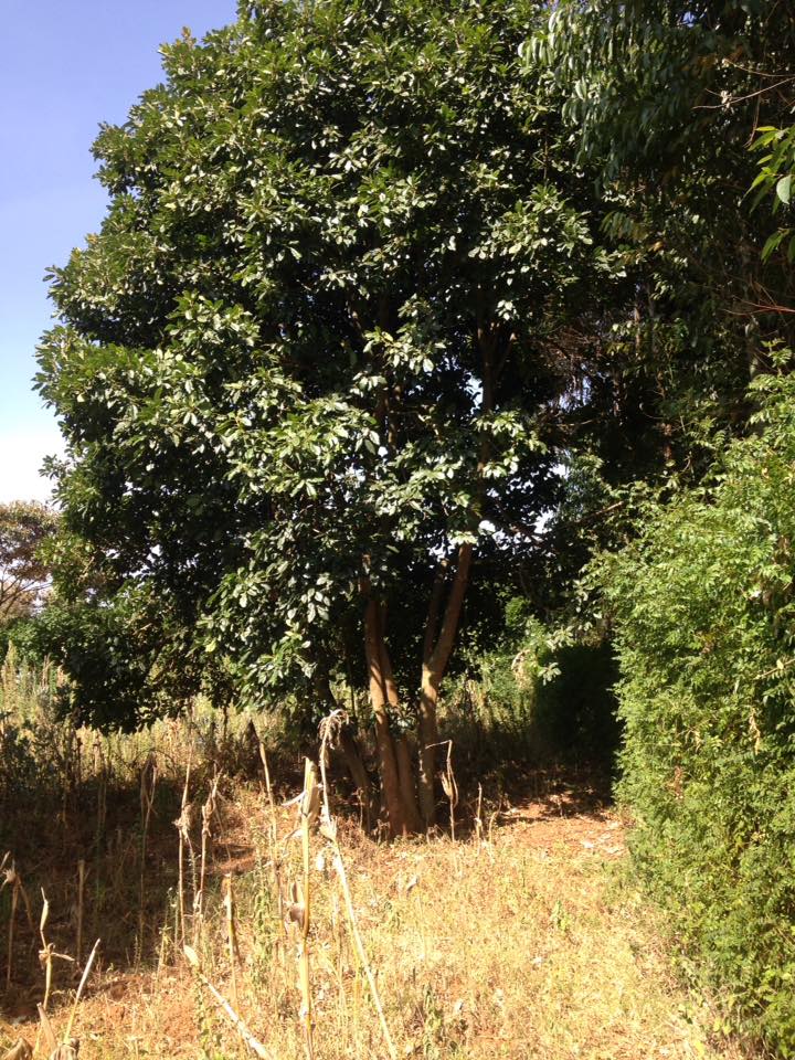 1/4 acre on sale (100 by 100)