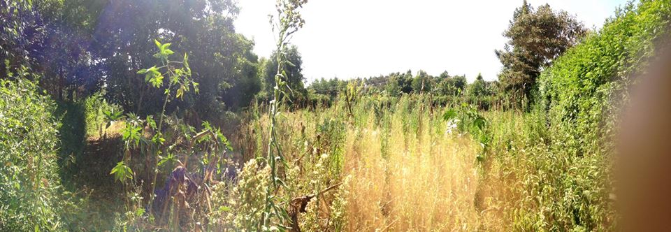 1/4 acre on sale (100 by 100)