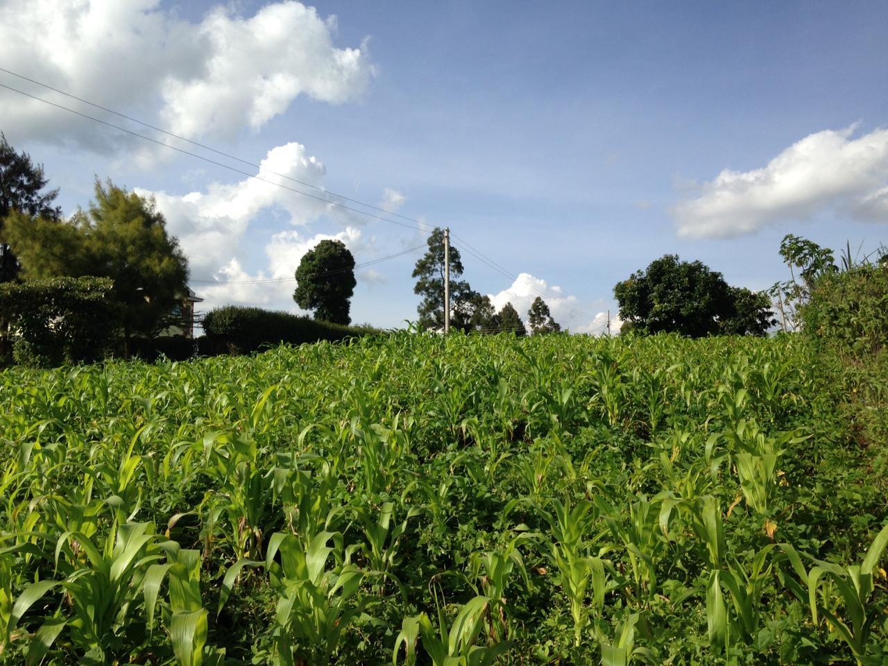 1/2 acre  on Quick Sale in Kikuyu Kamangu