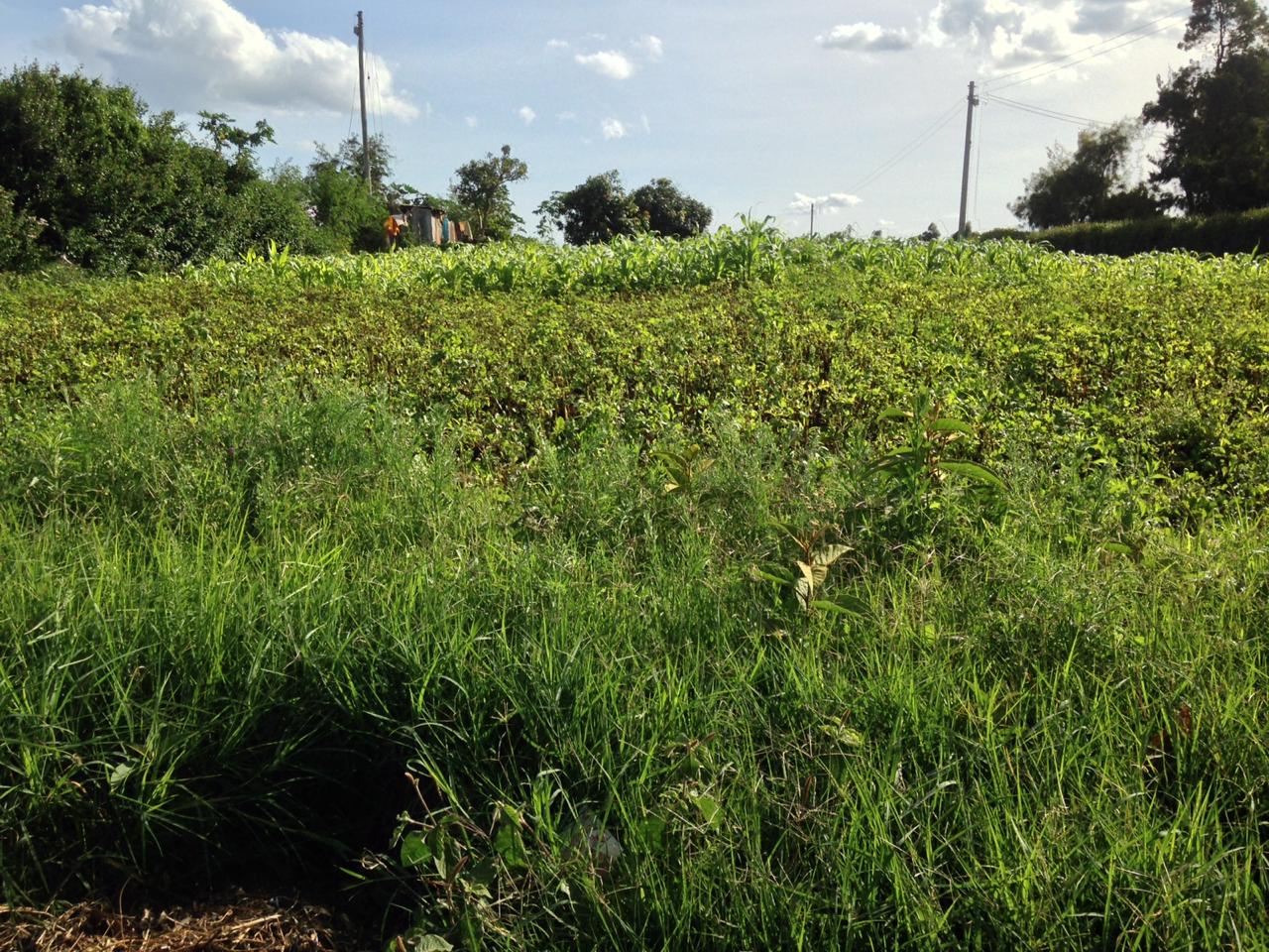 1/2 acre  on Quick Sale in Kikuyu Kamangu