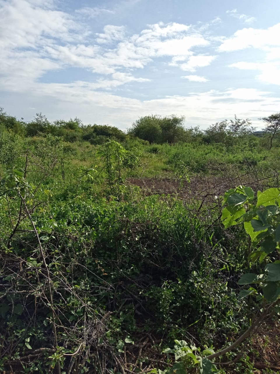 250 Acres land for sale in Kajiado West