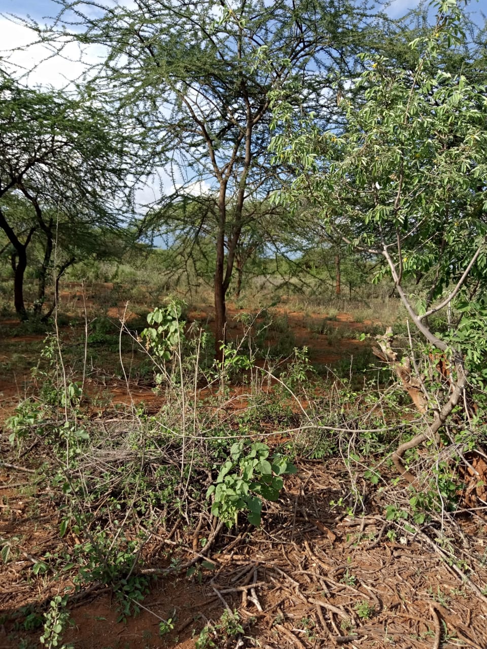 250 Acres land for sale in Kajiado West