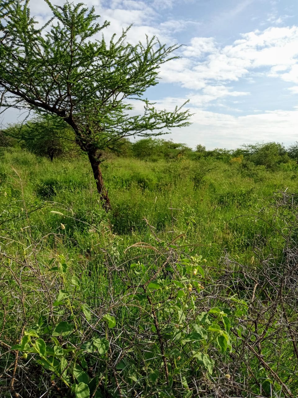 250 Acres land for sale in Kajiado West