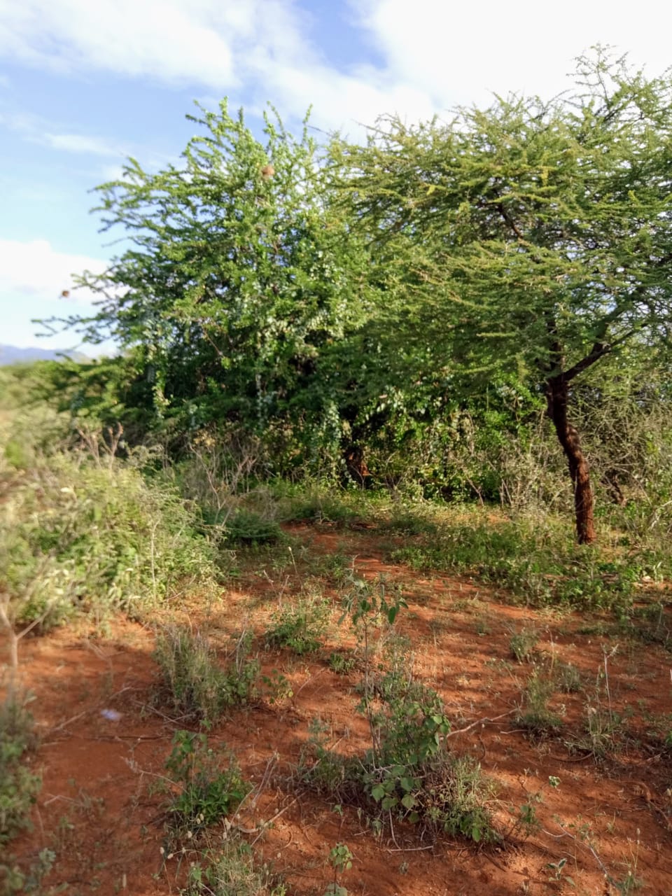 250 Acres land for sale in Kajiado West