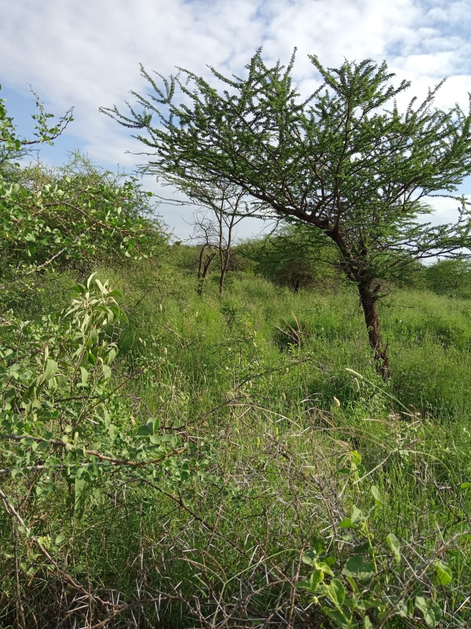 250 Acres land for sale in Kajiado West