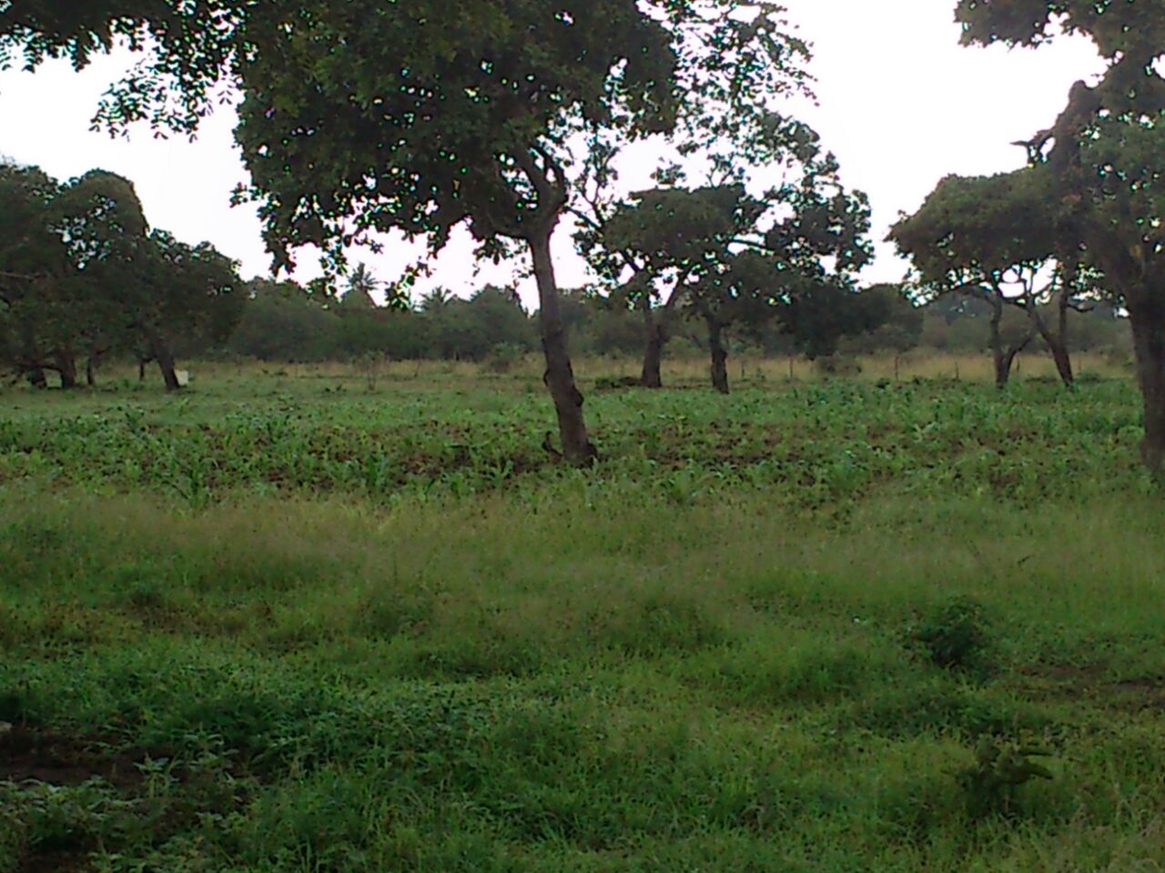 DEVELOPED FARM FOR SALE