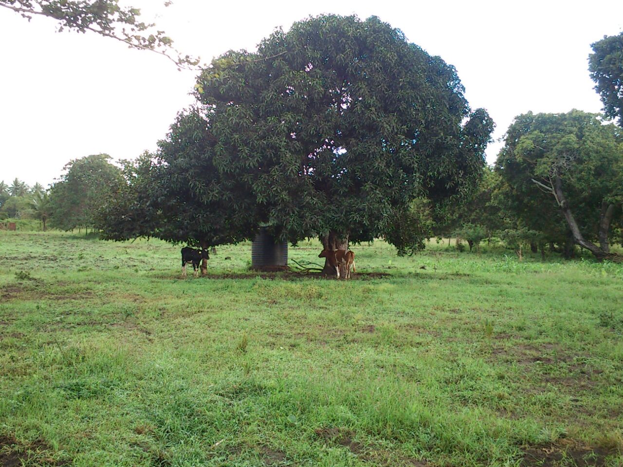DEVELOPED FARM FOR SALE