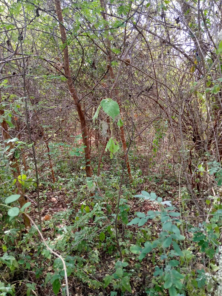 28.5 Acres land in Embu county Muminji area for sale