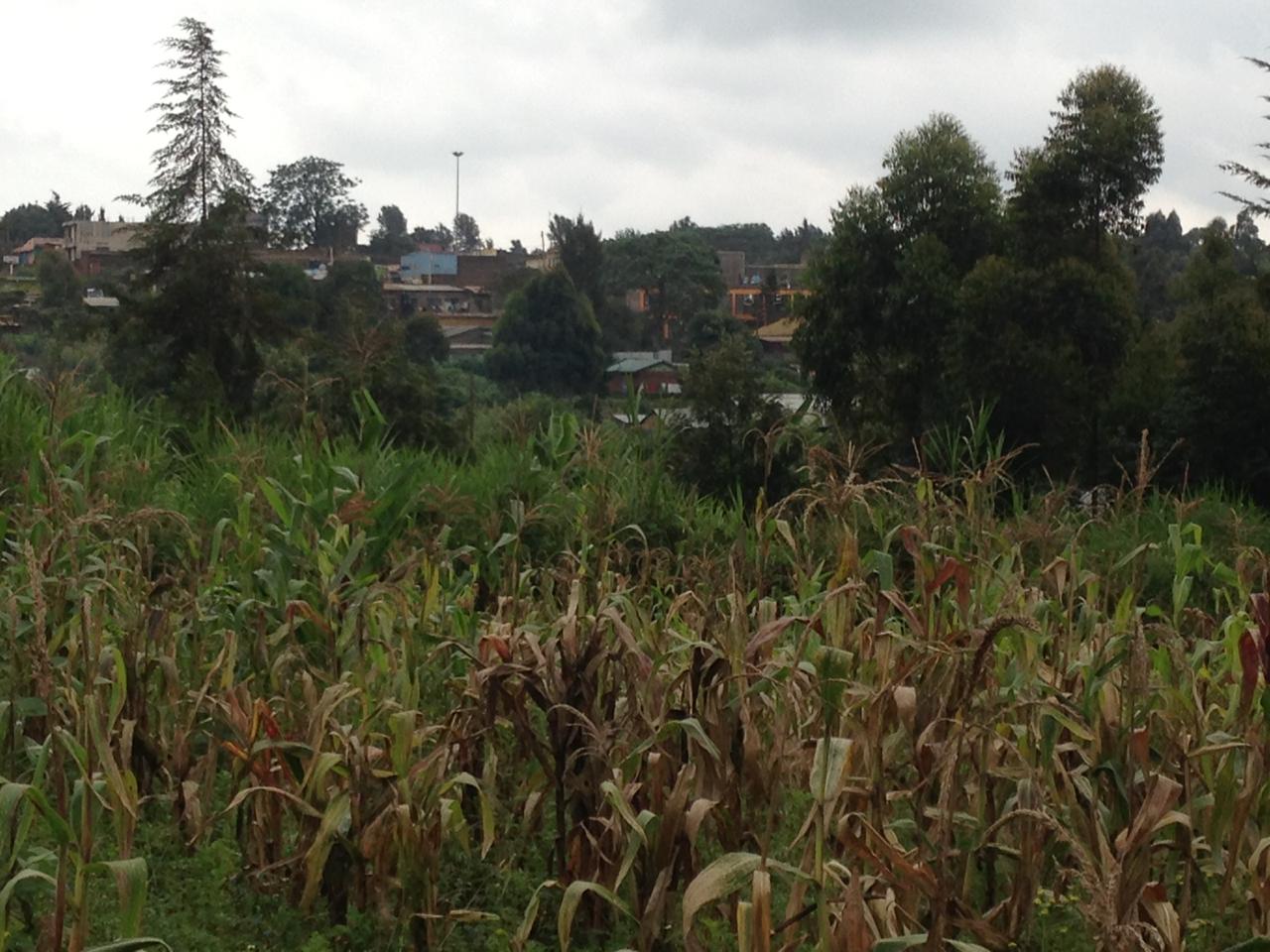 1/4 acre on sale in Thigio Limuru, Ndeiya
