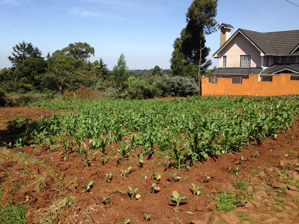 0.125 Acres prime plot for sale in Limuru Bibirioni