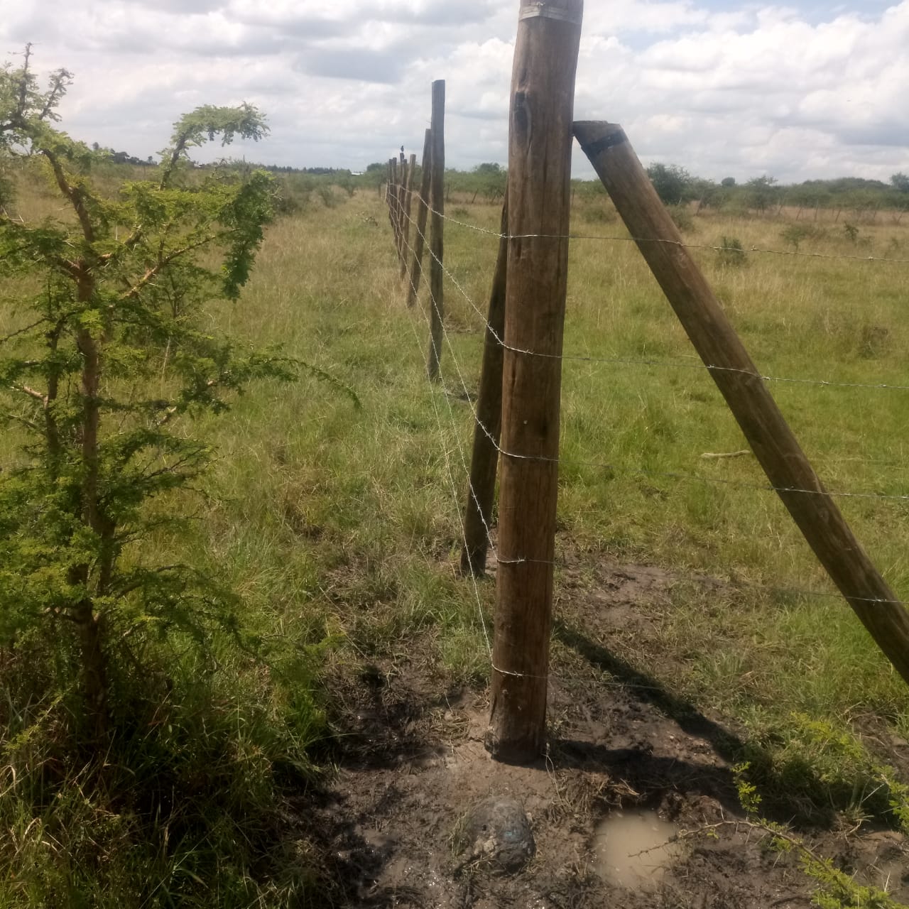 0.125 Acre plot for sale in Juja farm Kiambu