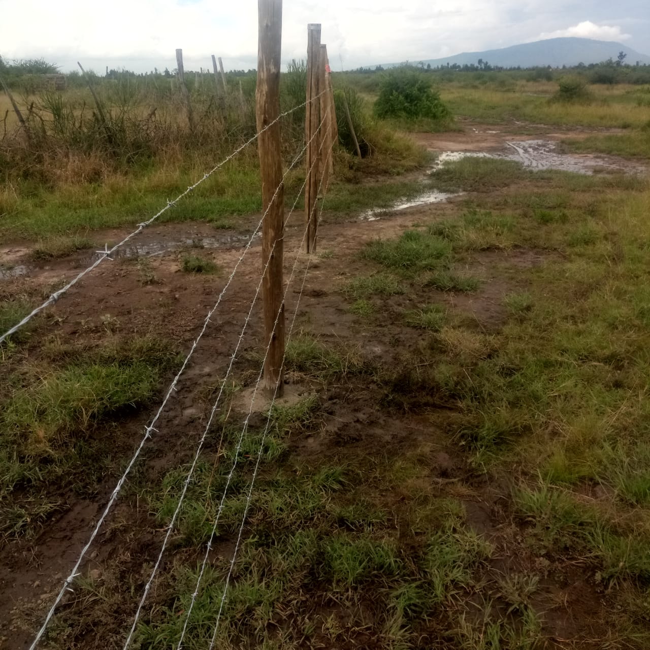 0.125 Acre plot for sale in Juja farm Kiambu