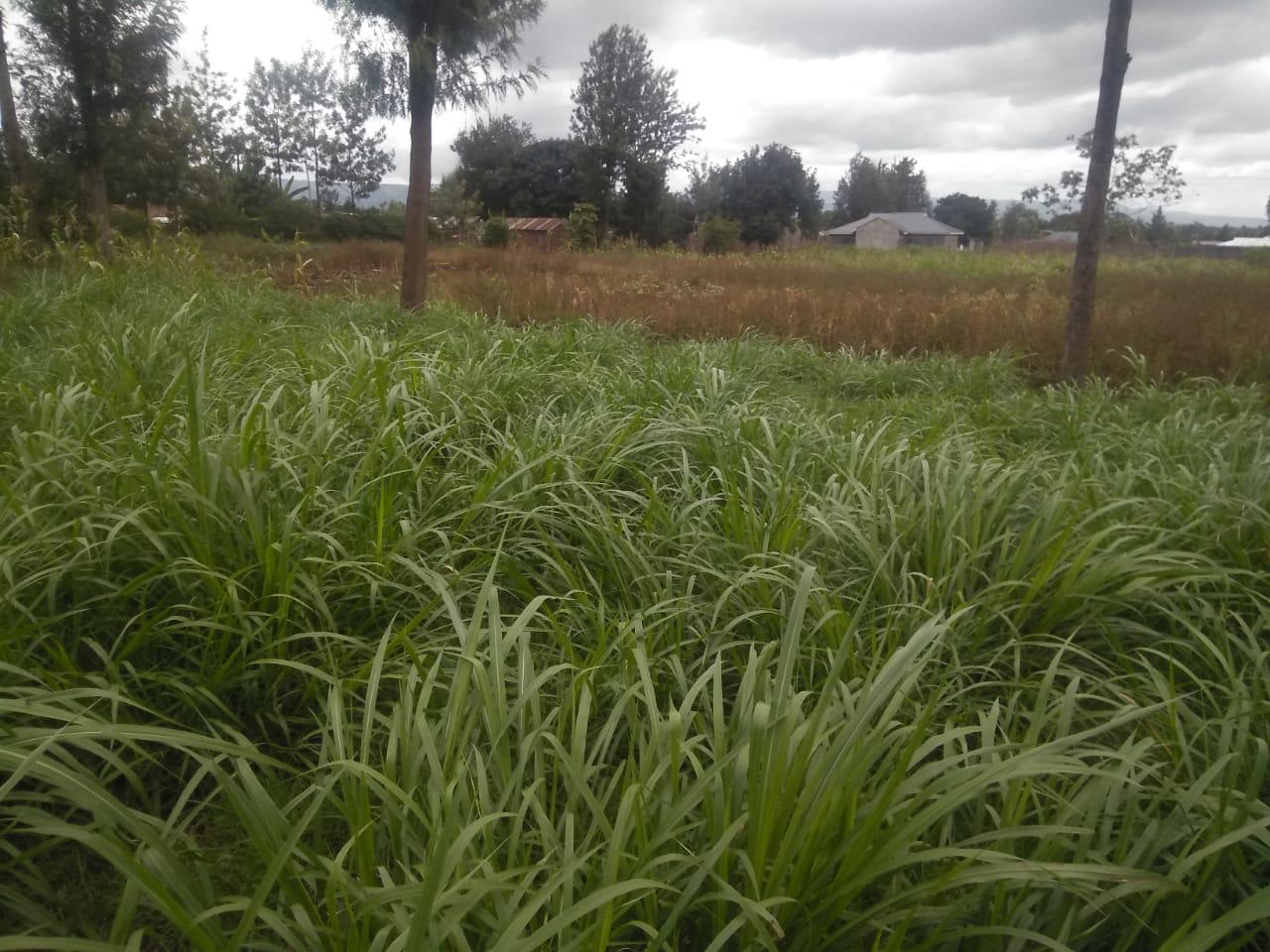 0.126Acre (75*75ft) Plot for sale in Bahati Kiamana Nakuru