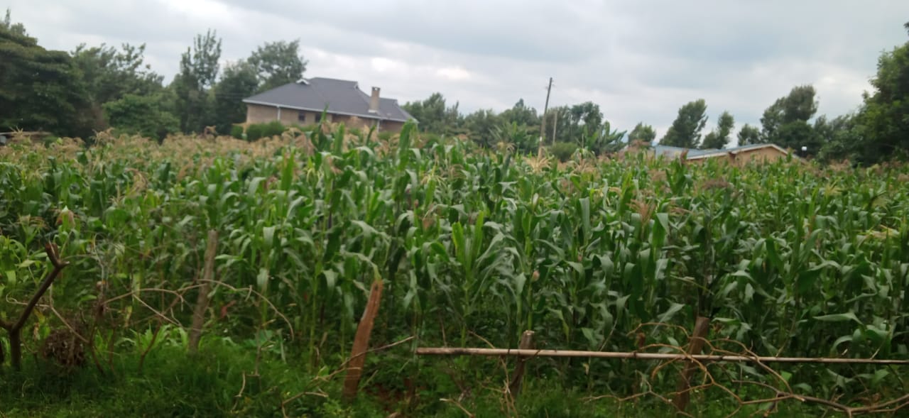 0.25 Acre in Thogoto Kikuyu for Sale